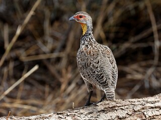 Ein Gelbkehlfrankolin (Frankolinus bicalcaratus) Porträt, Sambia.