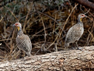 Gelbkehlfrankoline (Frankolinus bicalcaratus) auf einem dicken Ast, Sambia.
