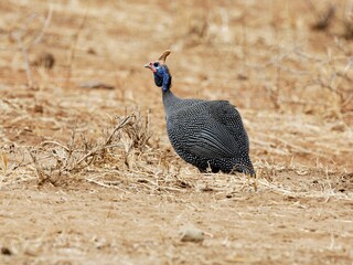 Ein Helmperlhuhn (Numida meleagri) am Boden, Sambia.
