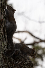 grey squirrel on a branch
