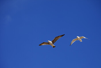 Fototapeta na wymiar Two seagulls hover in clear blue sky