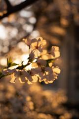golden autumn leaves