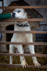 White guard dog. A large dog guards its territory