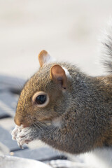 squirrel in the snow