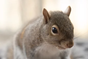 Deurstickers squirrel in the park © Linus