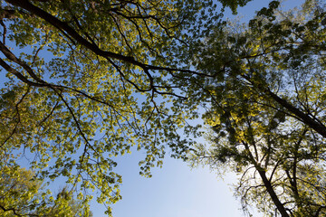 young green foliage on different types of trees