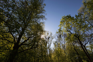 young green foliage on different types of trees