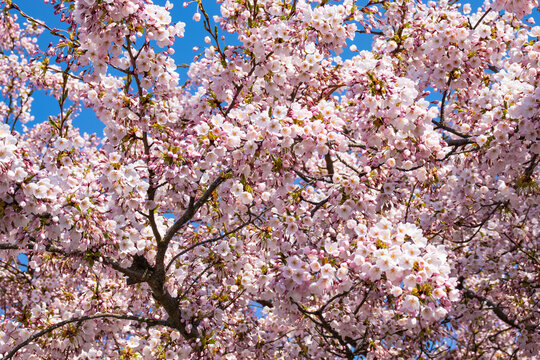 Japanese cherry blooming tree in spring against the blue sky. High quality photo