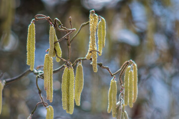 kwitnące wiosną kwiaty orzecha laskowego gatunku contorta  © Henryk Niestrój