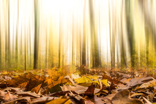 jesienny las z opadłymi liśćmi i rozmytym tłem