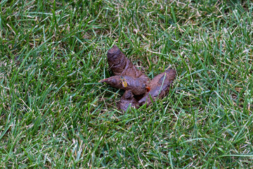 A large animal turd on grass.