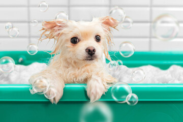 Pomeranian spitz is showering with shampoo in dog bath