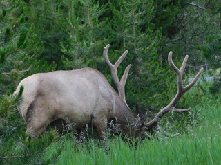 An elk grazes near the edge of a dark forest in Yellowstone National Park