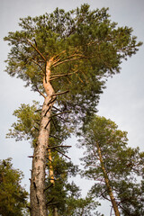 Fototapeta premium Tree, Grass, Sun, Poland
