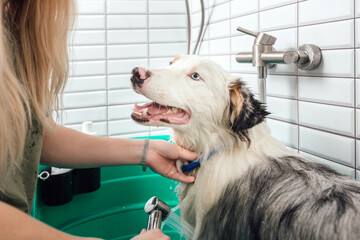 Australian shepherd is showering with shampoo in dog bath