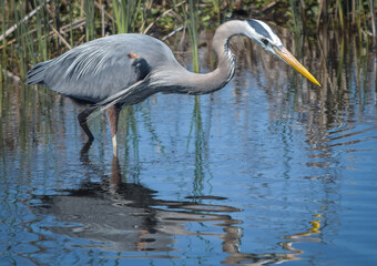 great blue heron