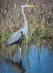 great blue heron