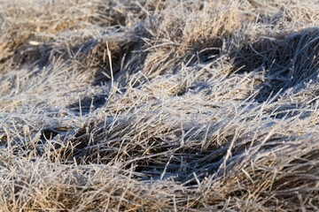 grass covered with ice and frost in the winter season