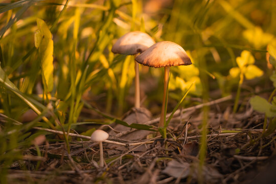 White forest mushrooms growing in the grass, closeup at sunset. 