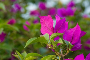 Buganvilia, sempre-lustrosa (Bougainvillea spectabilis), juá-francês, cansarina, primavera,...