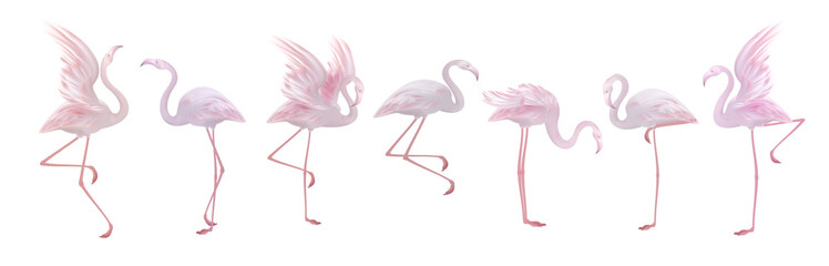 Vector flamingo collection, beautiful exotic tropical bird,  pink and coral red trendy colors, isolated on white. © Gluiki