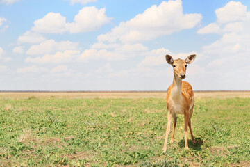 Beautiful deer in wildlife sanctuary
