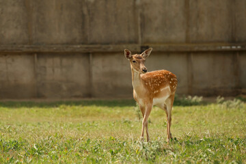 Naklejka na ściany i meble Beautiful deer in wildlife sanctuary