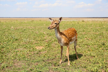 Beautiful deer in wildlife sanctuary