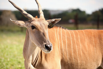 Naklejka na ściany i meble Eland (Tragelaphus oryx) in wildlife sanctuary