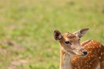 Beautiful deer in wildlife sanctuary