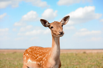Beautiful deer in wildlife sanctuary