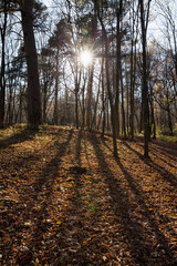 Naklejka premium deciduous trees during leaf fall in autumn