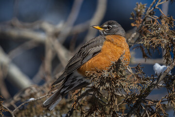 american robin in a juniper tree in the snow