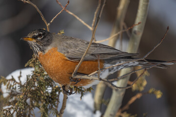american robin in a juniper tree in the snow