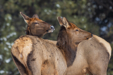 cow and calf elk in the mountains