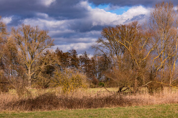 Ein dramatisch beleuchtete Szene mit Sträuchern, markanten Bäumen und dunklen Wolken in der deutschen Wintersonne