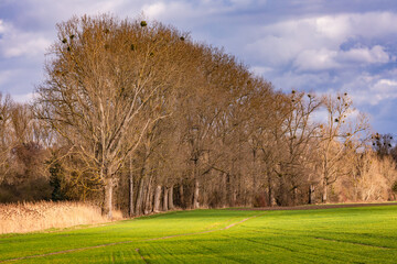 Fototapeta na wymiar Eine markante Baumreihe an einem Feldrand mit Acker und Wiese