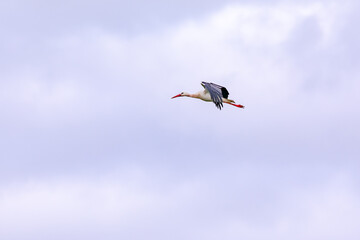 Teleaufnahme von einem Storch im Gleitflug an einem wolkigen Tag in Deutschland