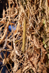 harvested beans while drying plants outdoors