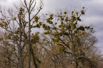 Obraz na płótnie Canvas Eine markante Baumreihe an einem Feldrand mit vielen Misteln an den Bäumen im Frühling