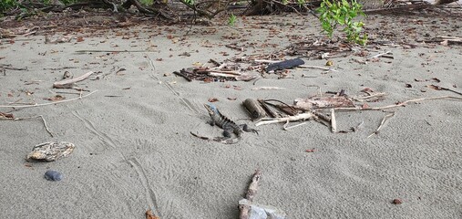 iguana sunbathing