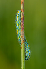 caterpillar on a leaf
