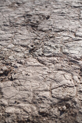 Wüstenperspektive - vertrocknete Spuren