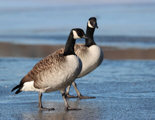 Canada goose