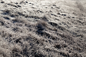 grass covered with ice and frost in the winter season