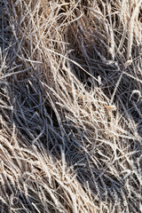 grass covered with ice and frost in the winter season