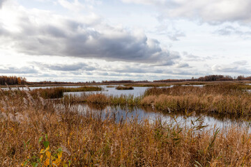 dry grass in a swampy area in the autumn season