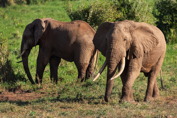 Elephants in safari park in Kenya Africa.  