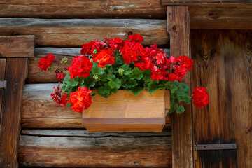 a rustic wooden cabin with geraniums on the windowsill in the German Alps (Fuessen region, Bavaria, Germany)	