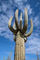 Saguaro Cactus (Carnegiea gigantea) looking up with clouds